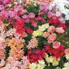 Lewisia cotyledon Elise G-9