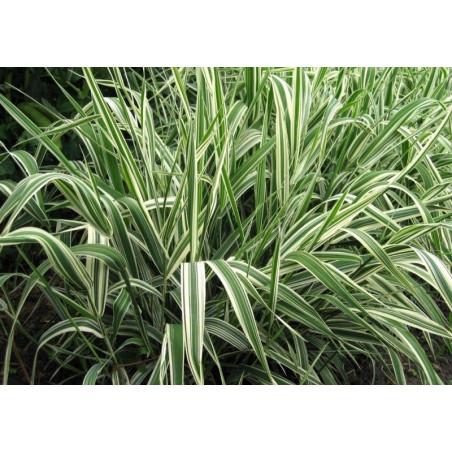 Phalaris arundinacea Picta