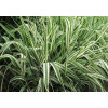 Phalaris arundinacea Picta