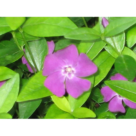Vinca minor Atropurpurea