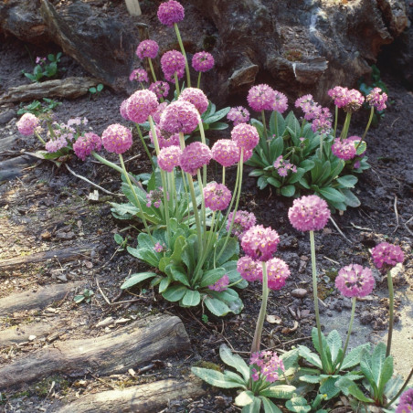 Primula denticulata Prom Lilac G-9