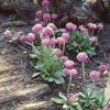 Primula denticulata Prom Lilac G-9