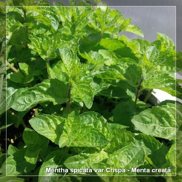 Mentha spicata var Crispa G-9