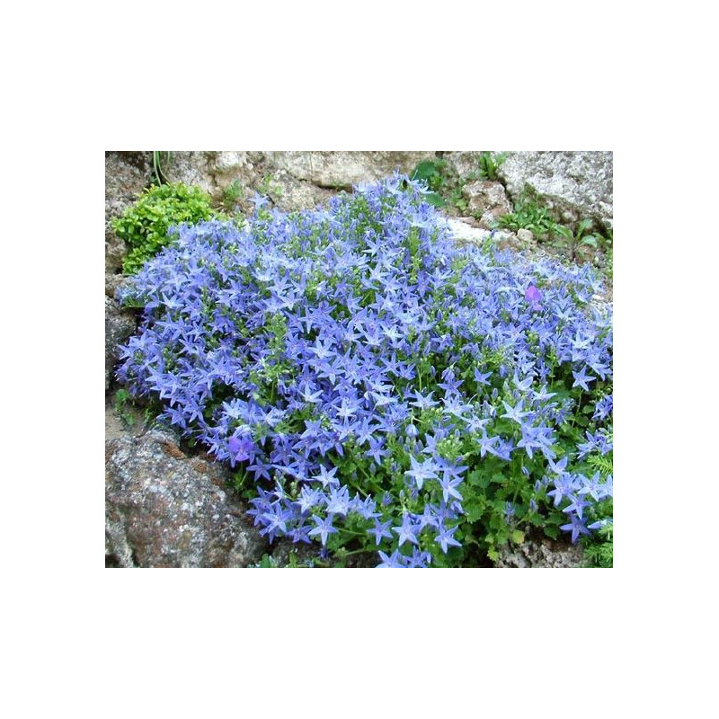 Campanula garganica Major