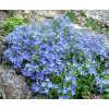 Campanula garganica Major