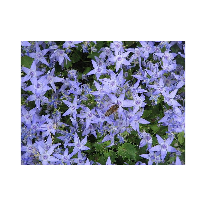 Campanula garganica Major