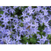 Campanula garganica Major