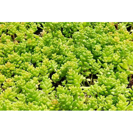 Sedum album Athorum