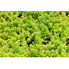 Sedum album Athorum