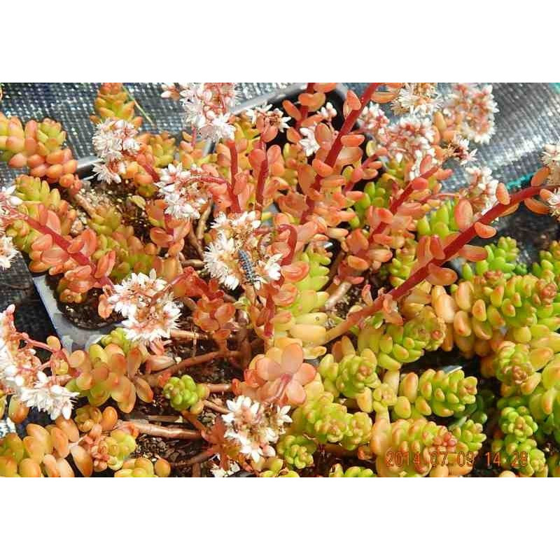Sedum album Athorum