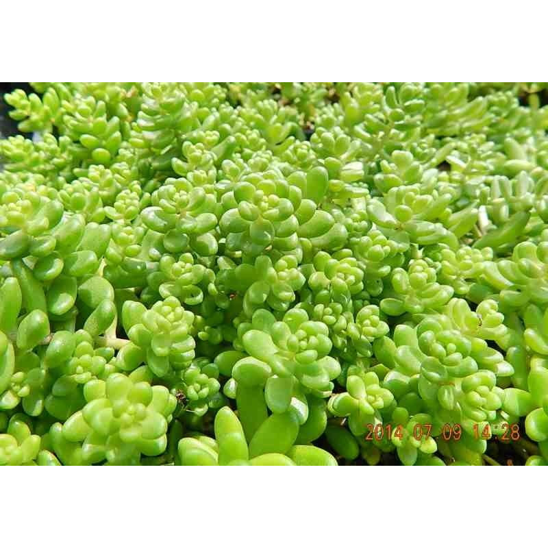 Sedum album Athorum