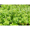 Sedum album Athorum