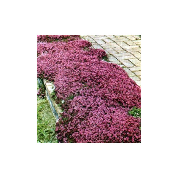 Thymus praecox Red Carpet