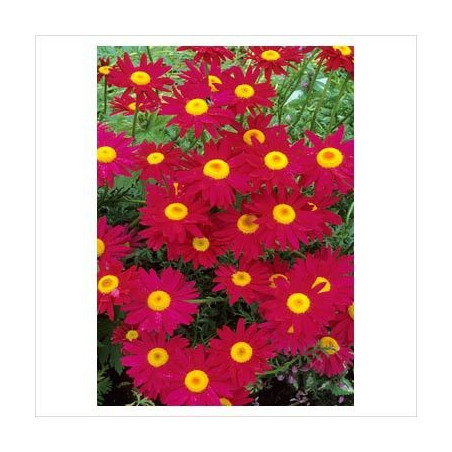 Tanacetum coccineum Robinson Red