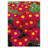 Tanacetum coccineum Robinson Red