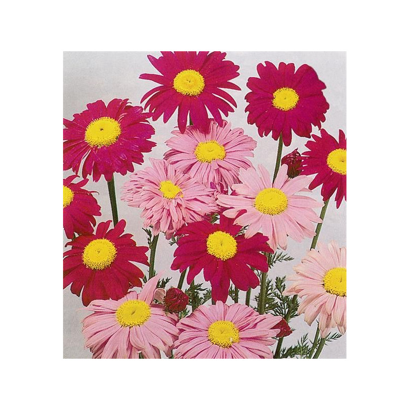 Tanacetum coccineum Robinson Red