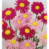 Tanacetum coccineum Robinson Red