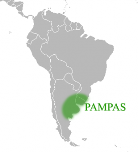 origine pampas