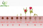 Tulipa stages