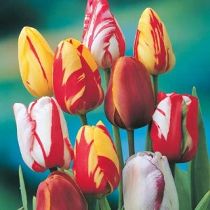 rembrandt tulip